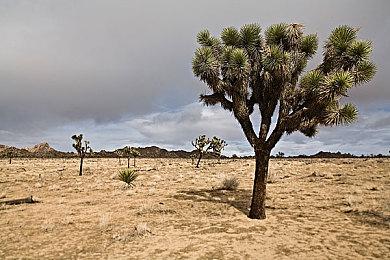 《方舟生存进化》次世代版本新生物“萨斯特鱼龙”概念图首曝，EVO活动持续进行