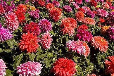 任天堂把NS lite和oled预告设为私人视频 或为避免新机型被引流